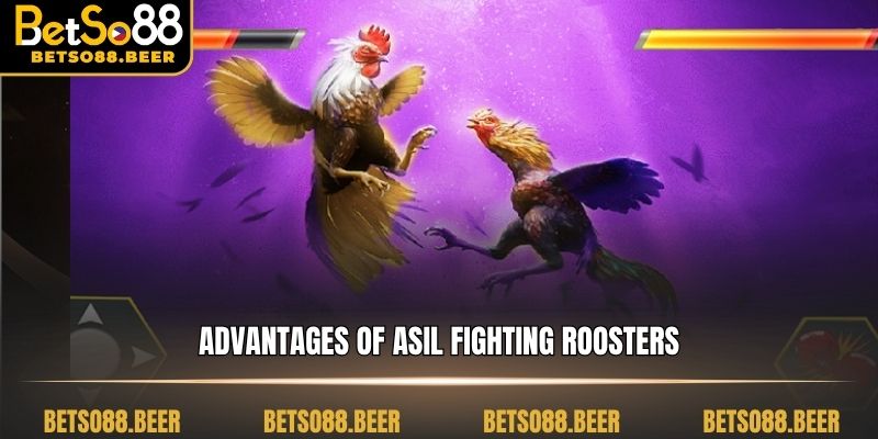 Advantages of asil fighting roosters