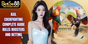 Asil Cockfighting Complete Guide Rules Roosters And Betting