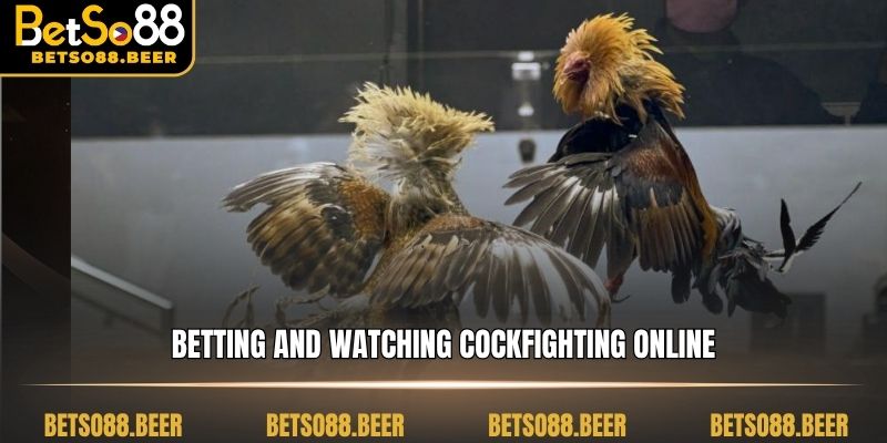 Betting and watching cockfighting online