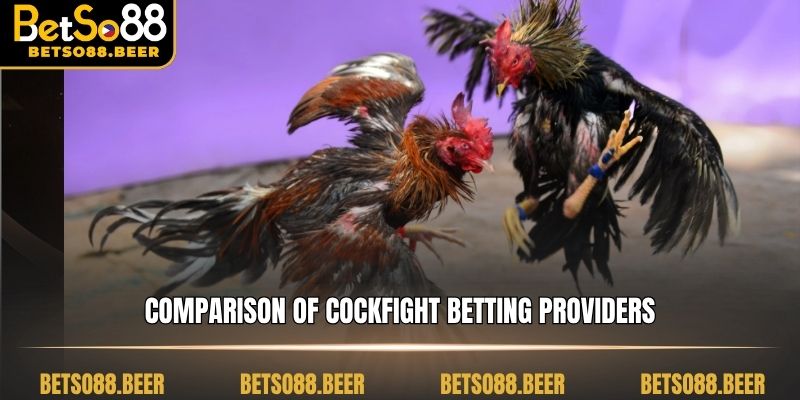 Comparison of cockfight betting providers