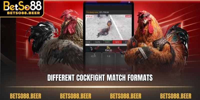 Different cockfight match formats