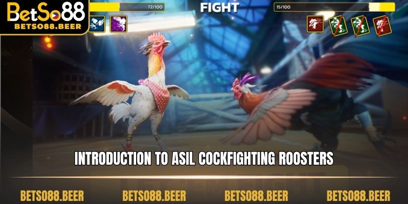 Introduction to  Asil Cockfighting roosters