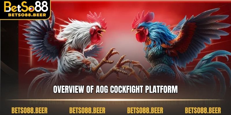 Overview of AOG Cockfight platform