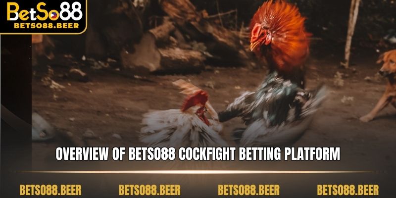 Overview of Betso88 cockfight betting platform