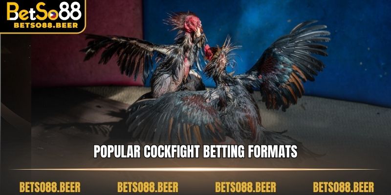Popular cockfight betting formats