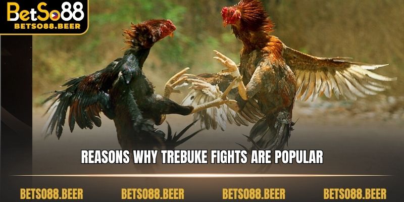 Reasons why trebuke fights are popular